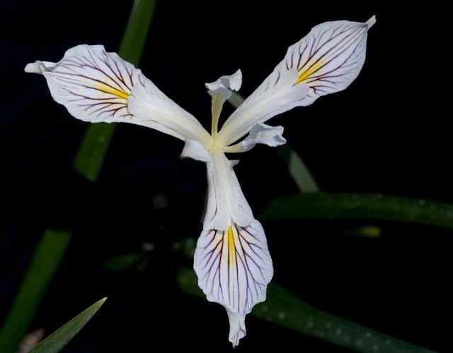 Iris bracteata -  Siskiyou Iris.jpg